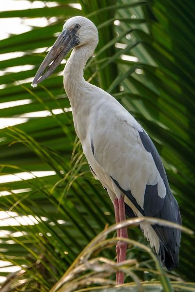 Silberklaffschnabel / Asian Openbill