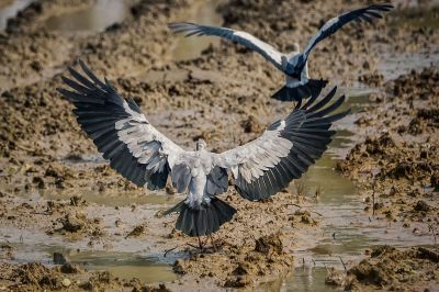 Silberklaffschnabel / Asian Openbill