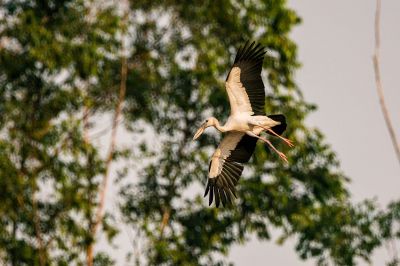 Silberklaffschnabel / Asian Openbill