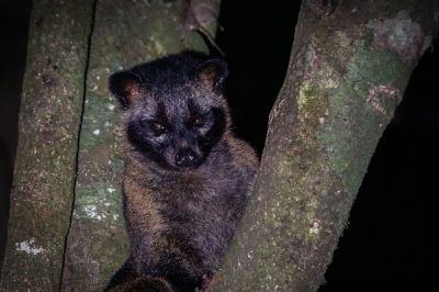 Fleckenmusang / Asian palm civet