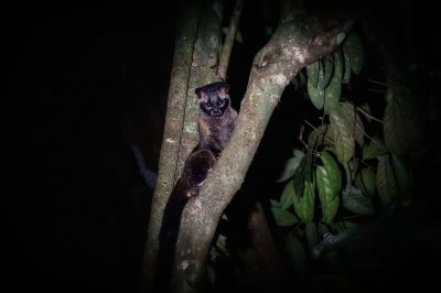 Fleckenmusang / Asian palm civet