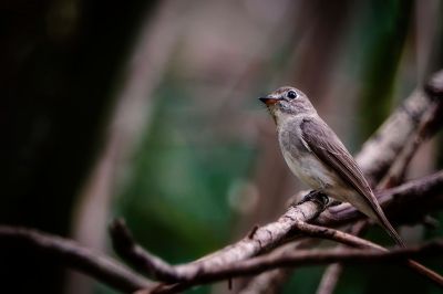 Braunschnäpper / Asian Brown Flycatcher