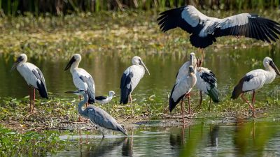 Silberklaffschnabel / Asian Openbill - Graureiher / Grey Heron