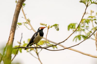 Elsterstar / Asian Pied Starling