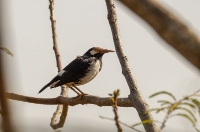 Elsterstar / Asian Pied Starling