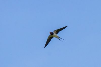 Rauchschwalbe / Barn Swallow