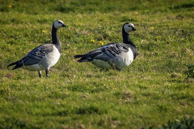 Weißwangengans - Nonnengans / Barnacle Goose