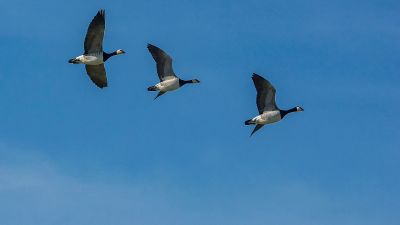 Weißwangengans - Nonnengans / Barnacle Goose