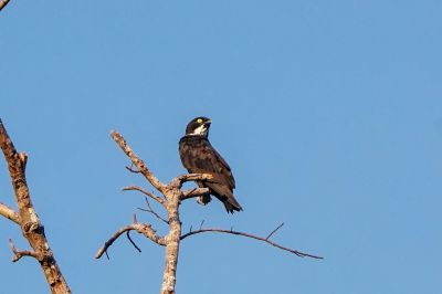 Fledermausaar / Bat Hawk