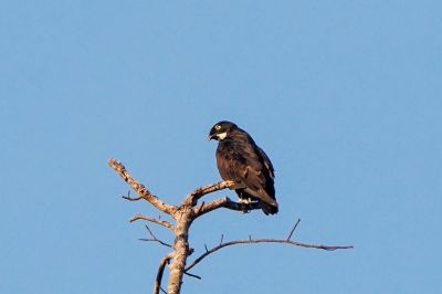 Fledermausaar / Bat Hawk