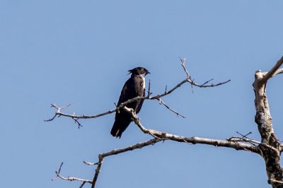 Fledermausaar / Bat Hawk