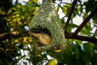 Bajaweber (M) / Baya Weaver