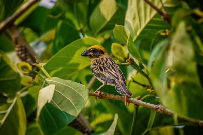 Bajaweber (M) / Baya Weaver