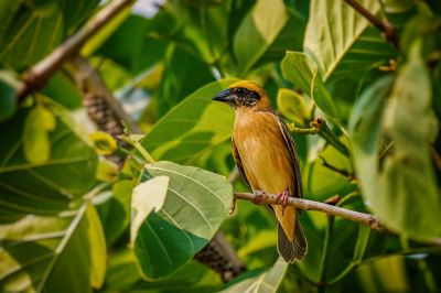 Bajaweber (M) / Baya Weaver