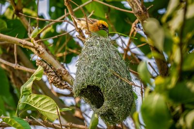 Bajaweber (M) / Baya Weaver