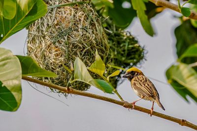 Bajaweber (M) / Baya Weaver