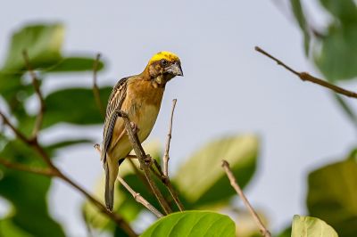 Bajaweber (M) / Baya Weaver