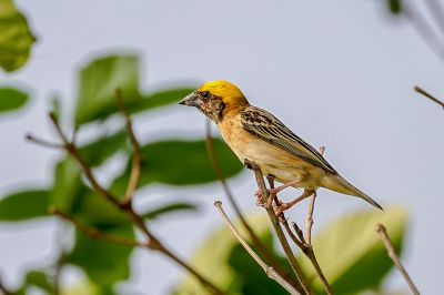 Bajaweber (M) / Baya Weaver