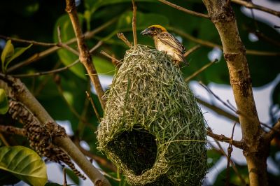 Bajaweber (M) / Baya Weaver