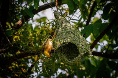 Bajaweber (M) / Baya Weaver