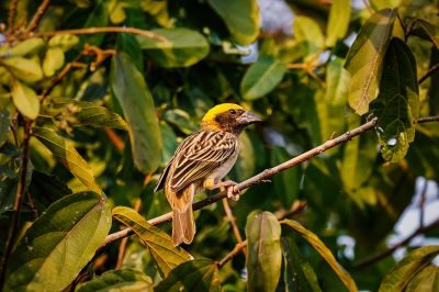 Bajaweber (M) / Baya Weaver