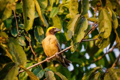 Bajaweber (M) / Baya Weaver