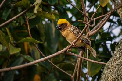 Bajaweber (M) / Baya Weaver