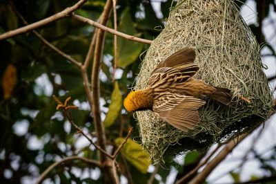 Bajaweber (M) / Baya Weaver