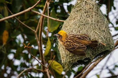 Bajaweber (M) / Baya Weaver