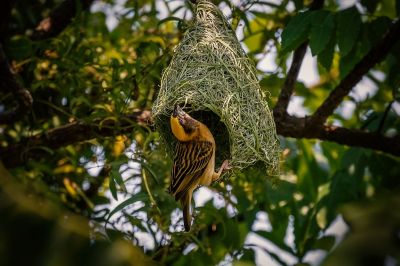 Bajaweber (M) / Baya Weaver