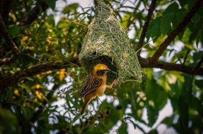 Bajaweber (M) / Baya Weaver