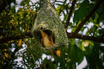 Bajaweber (M) / Baya Weaver