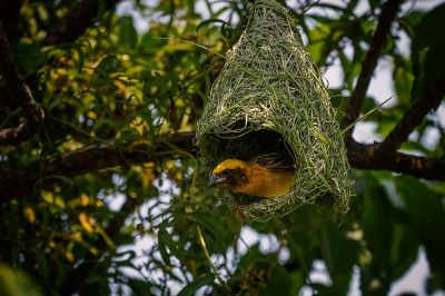 Bajaweber (M) / Baya Weaver