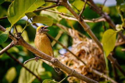 Bajaweber (M) / Baya Weaver