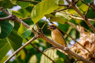 Bajaweber (M) / Baya Weaver