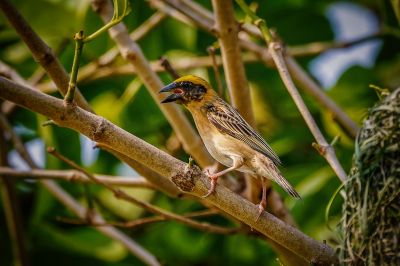 Bajaweber (M) / Baya Weaver