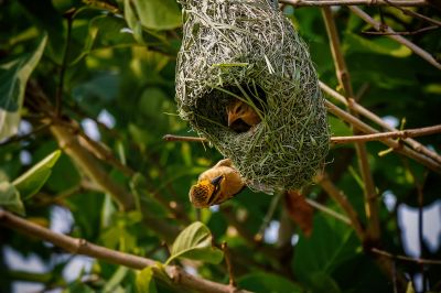 Bajaweber (M&W) / Baya Weaver