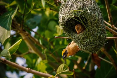 Bajaweber (M&W) / Baya Weaver