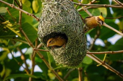 Bajaweber (M&W) / Baya Weaver