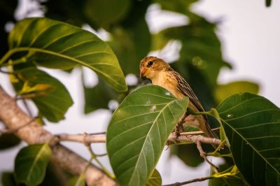 Bajaweber (W) / Baya Weaver