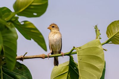 Bajaweber (W) / Baya Weaver