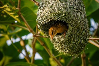 Bajaweber (W) / Baya Weaver