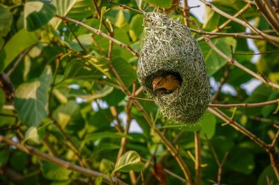 Bajaweber (W) / Baya Weaver