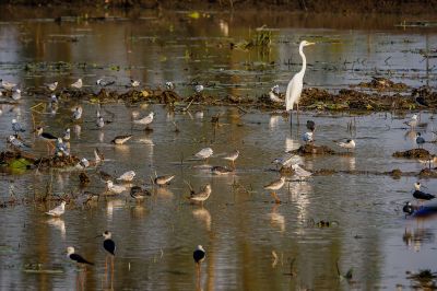 Birdscape