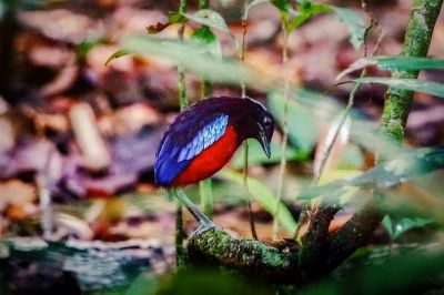 Schwarzrote Pitta / NEAR THREATENED