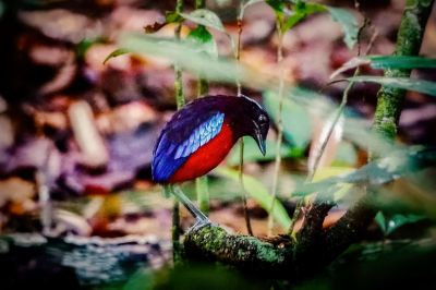 Schwarzrote Pitta / Black-and-Crimson Pitta - Black-headed Pitta - Black-crowned Pitta