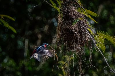 Kellenschnabel-Breitrachen / Black-and-red Broadbill