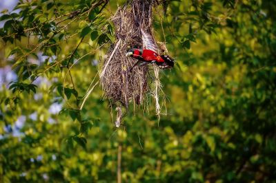 Kellenschnabel-Breitrachen / Black-and-red Broadbill