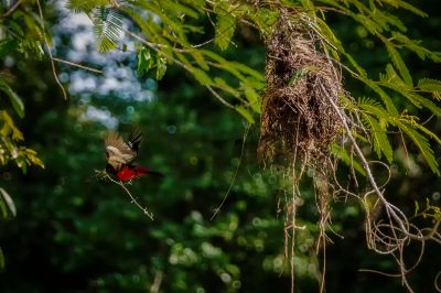 Kellenschnabel-Breitrachen / Black-and-red Broadbill