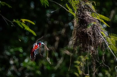 Kellenschnabel-Breitrachen / Black-and-red Broadbill